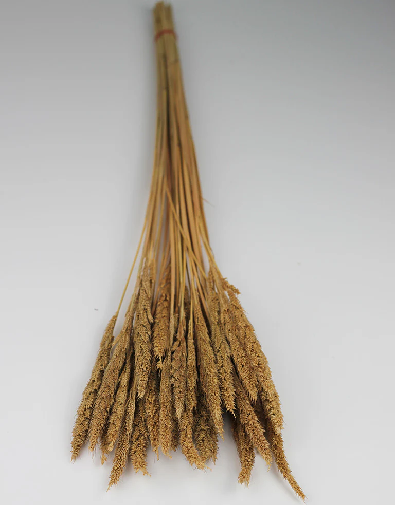 Dried Pinion Grass - Natural bunch, 60 cm