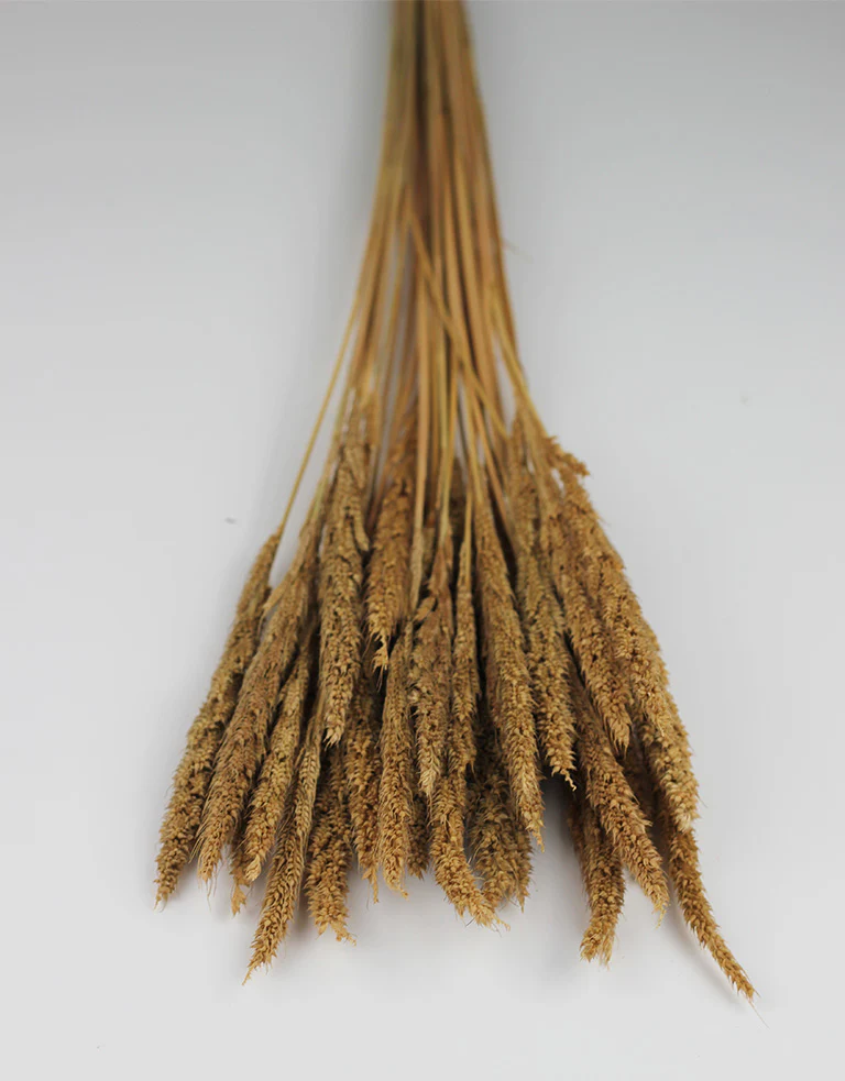 Dried Pinion Grass - Natural bunch, 60 cm - Image 2