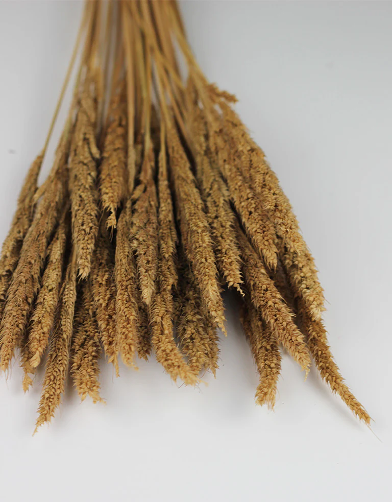 Dried Pinion Grass - Natural bunch, 60 cm - Image 4