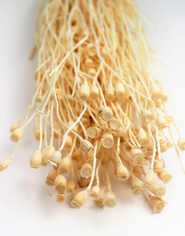 Small Dried Poppy Heads - Bleached Bunch, 60 cm