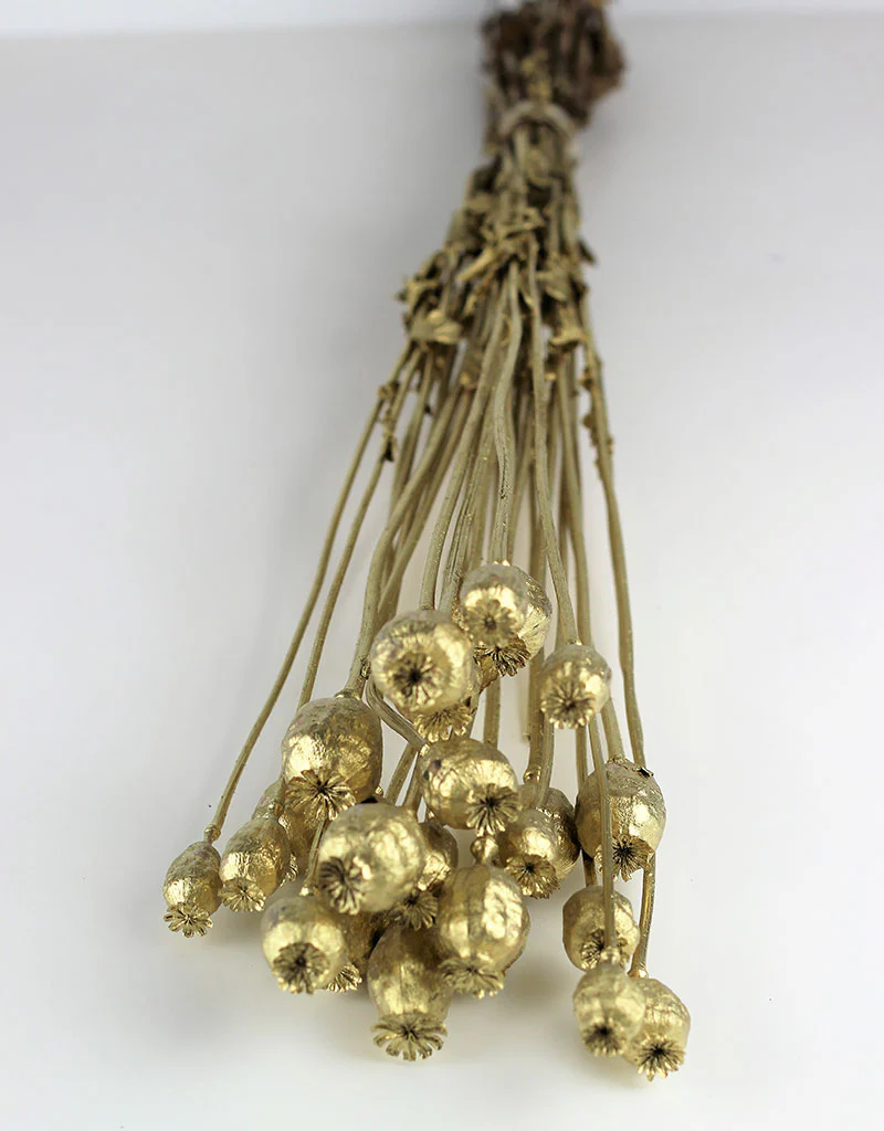 Dried Poppy Heads - Antique Gold Bunch, 60 cm