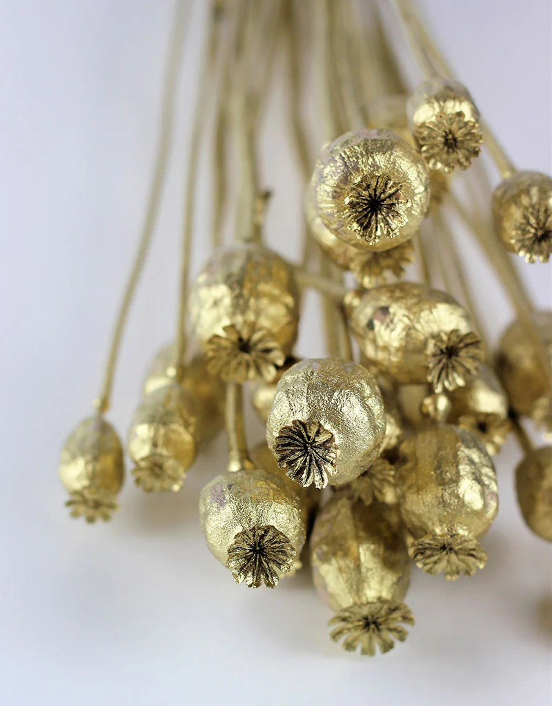 Dried Poppy Heads - Antique Gold Bunch, 60 cm - Image 2