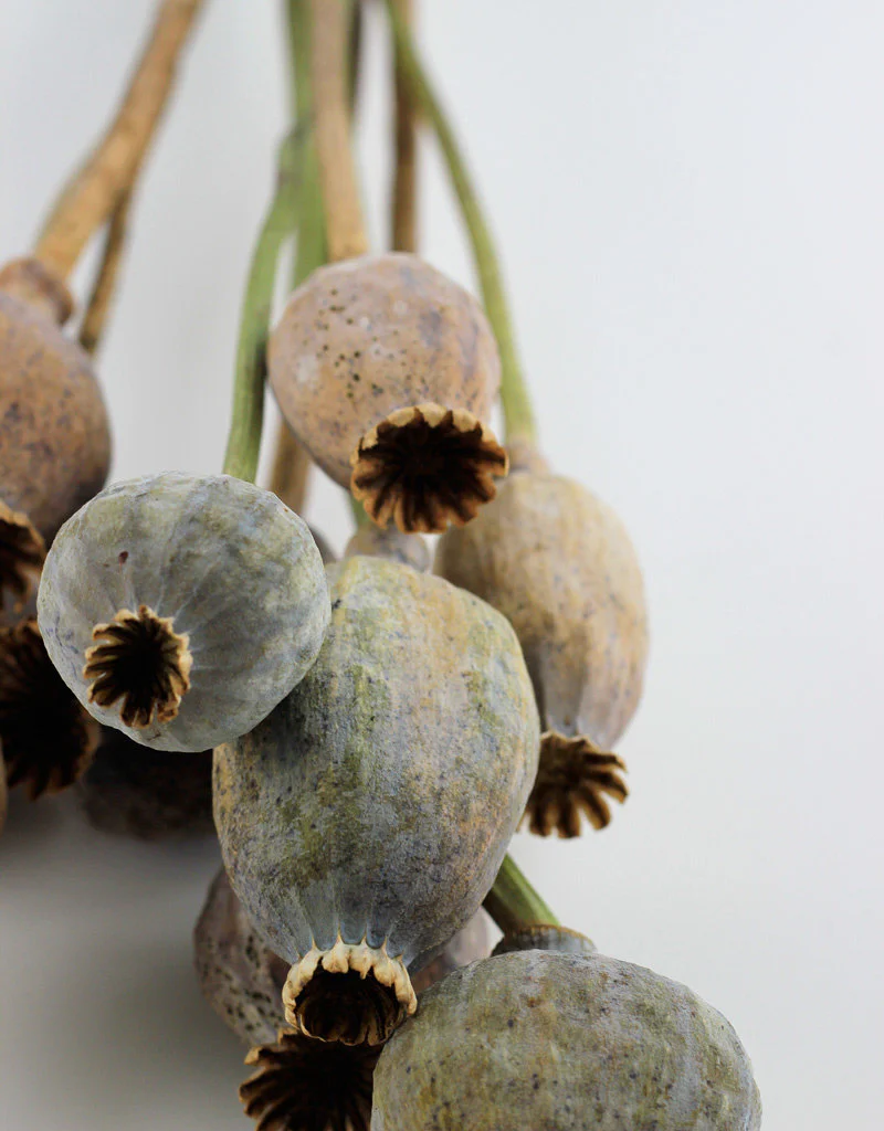 Dried Poppy Heads - Large Natural Bunch, 65 cm