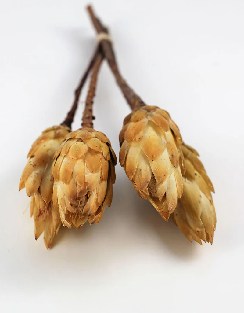 Dried Protea African Repens - Cream/ Yellow, 4 stems, 35 cm