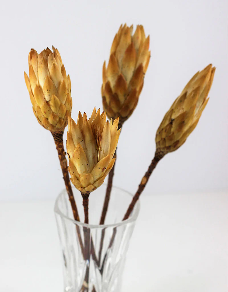 Dried Protea African Repens - Cream/ Yellow, 4 stems, 35 cm - Image 2