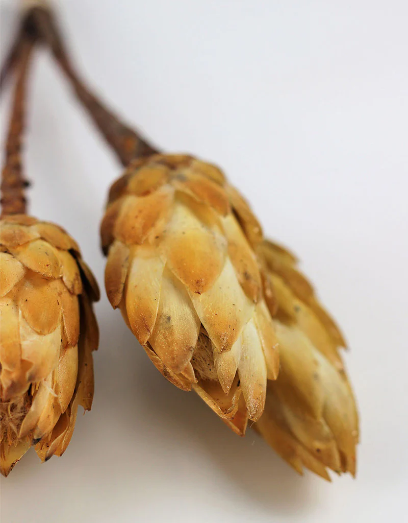 Dried Protea African Repens - Cream/ Yellow, 4 stems, 35 cm - Image 3
