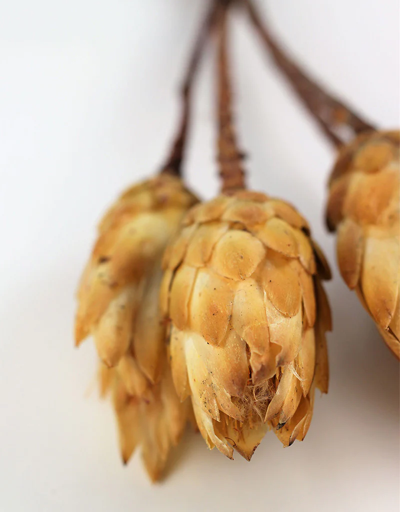 Dried Protea African Repens - Cream/ Yellow, 4 stems, 35 cm - Image 4