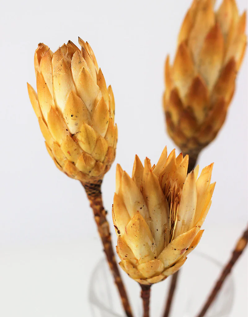Dried Protea African Repens - Cream/ Yellow, 4 stems, 35 cm - Image 5