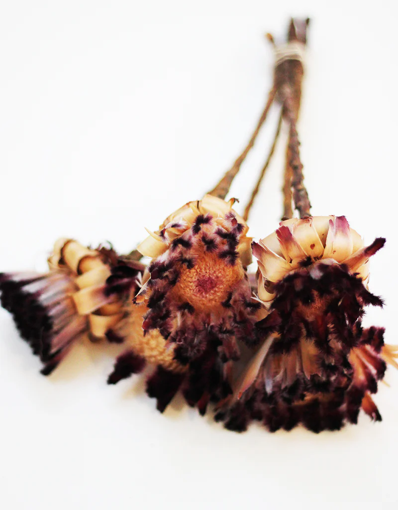 Dried Protea Nerifolia - 5 stems, Natural Dark Violet, 25-30cm