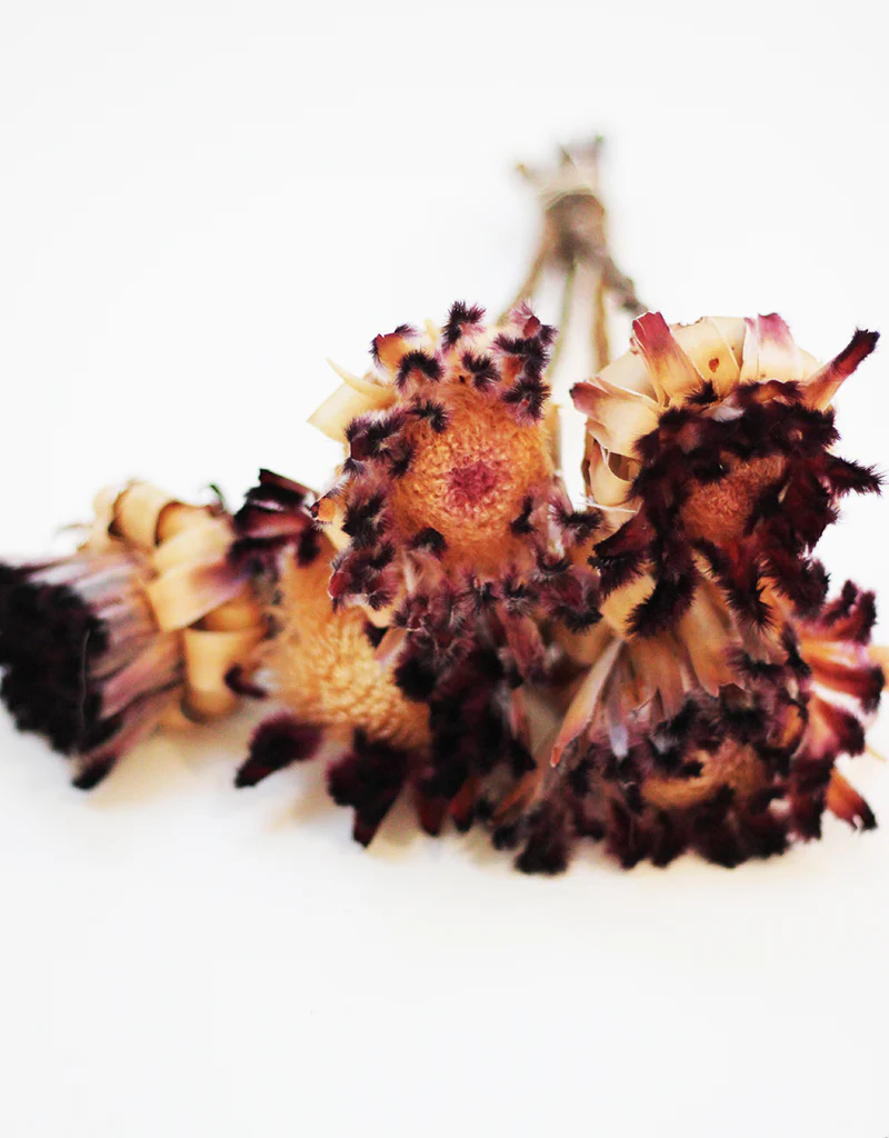 Dried Protea Nerifolia - 5 stems, Natural Dark Violet, 25-30cm - Image 2