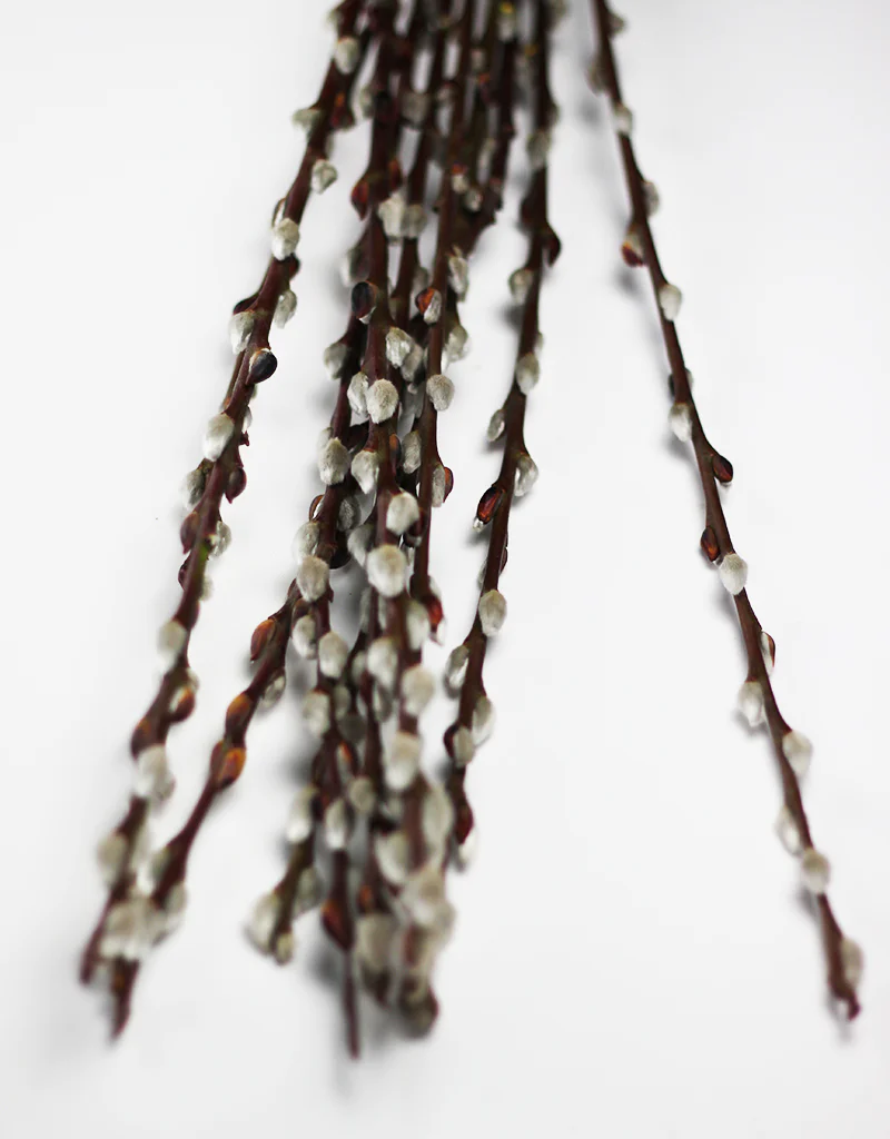 Dried Pussy Willow- Natural Bunch, 10 stems, 70 cm (Salix)
