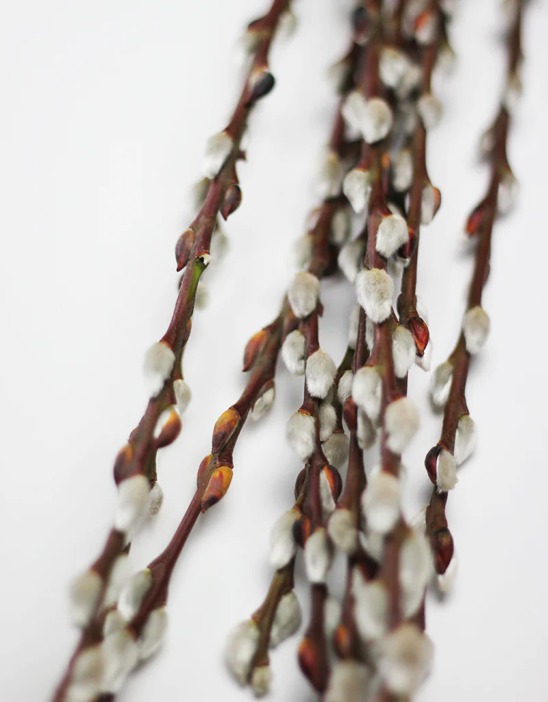 Dried Pussy Willow- Natural Bunch, 10 stems, 70 cm (Salix) - Image 2