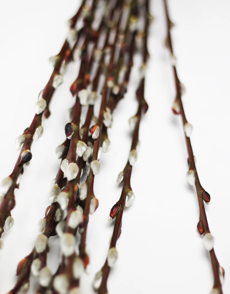 Dried Pussy Willow- Natural Bunch, 10 stems, 70 cm (Salix) - Image 3