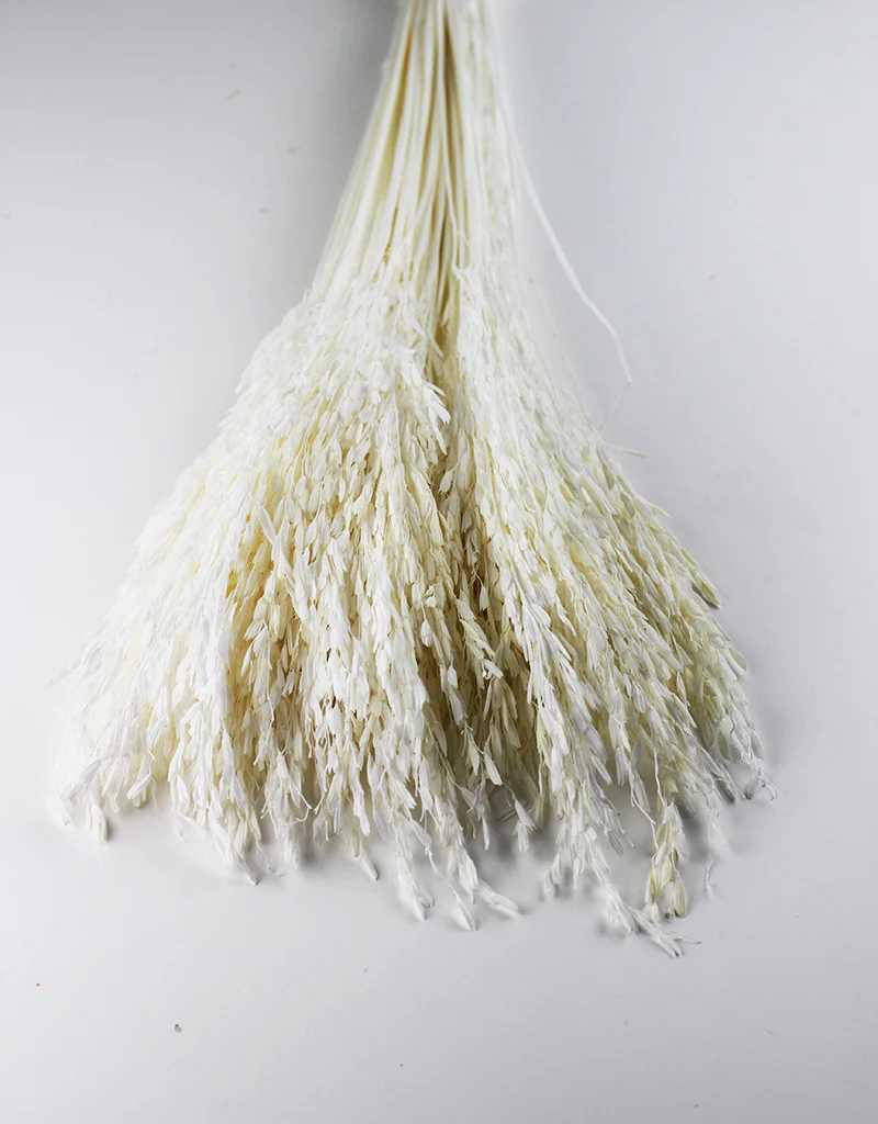 Dried Rice Flowers - Bleached Bunch, 55 cm