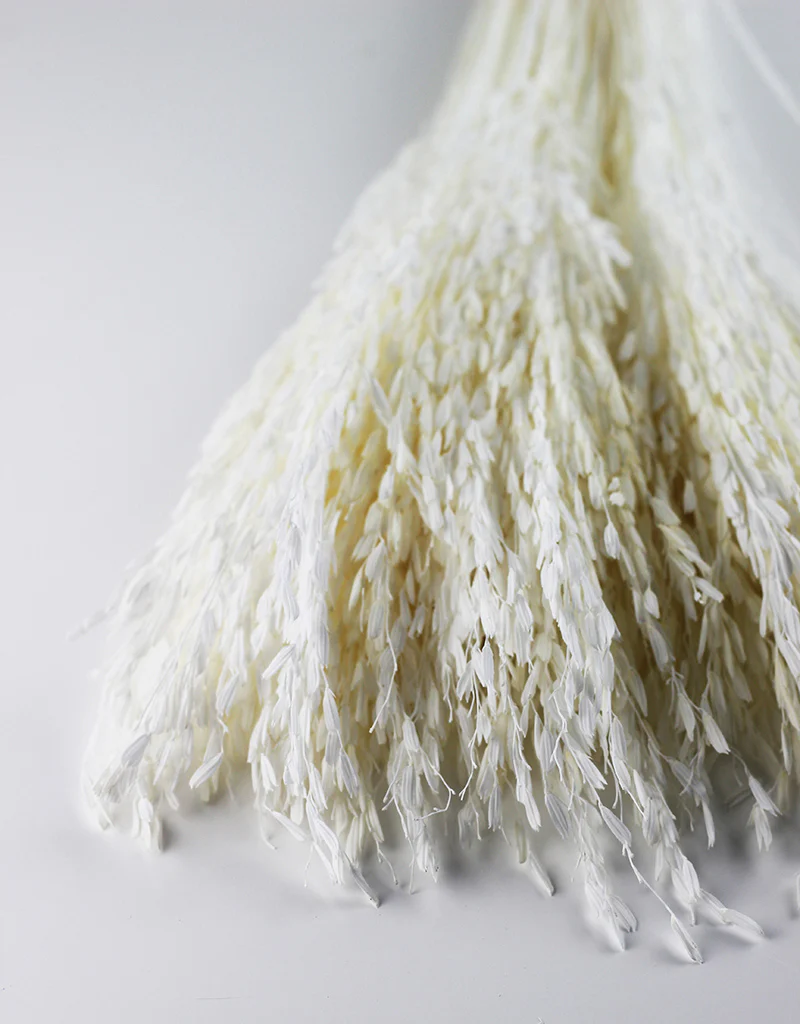 Dried Rice Flowers - Bleached Bunch, 55 cm - Image 2