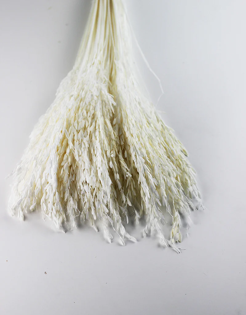 Dried Rice Flowers - Bleached Bunch, 55 cm - Image 4