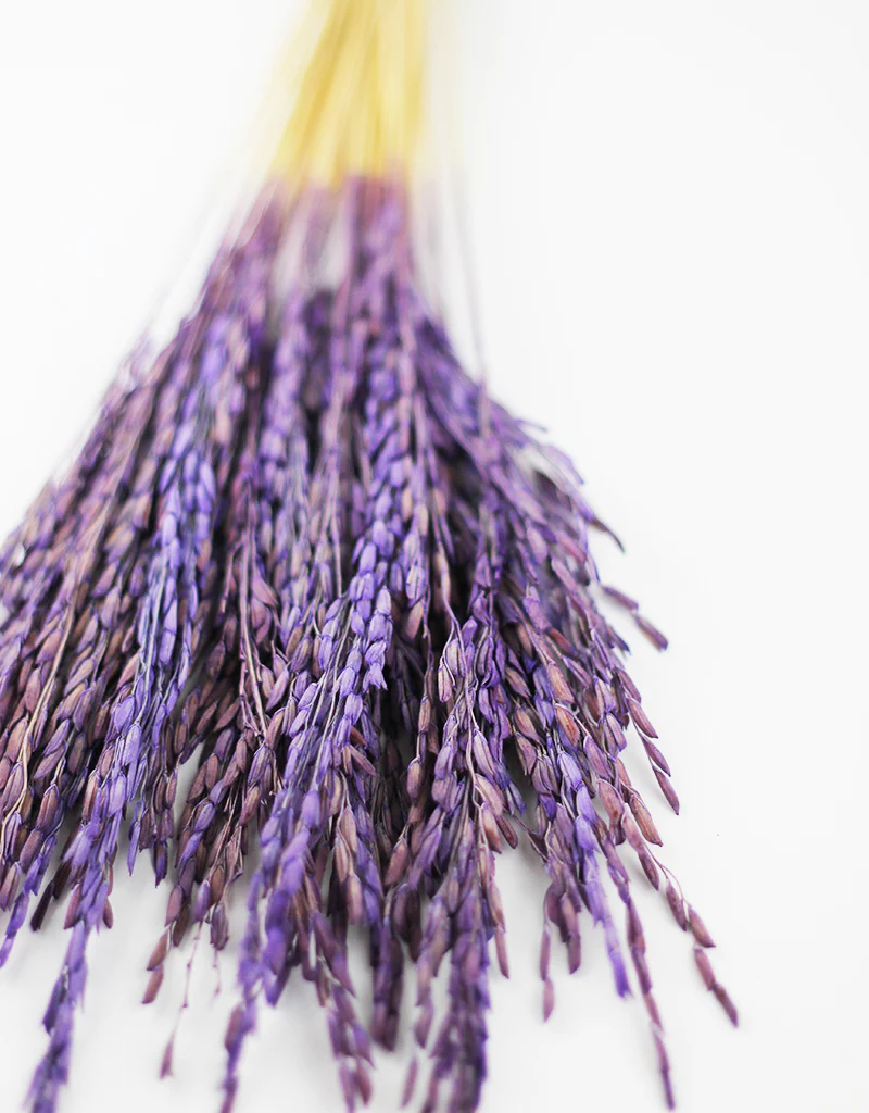 Dried Rice Flowers Bunch- Purple, 55 cm