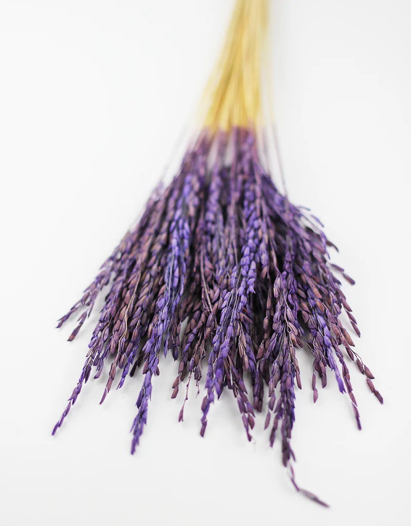 Dried Rice Flowers Bunch- Purple, 55 cm - Image 2