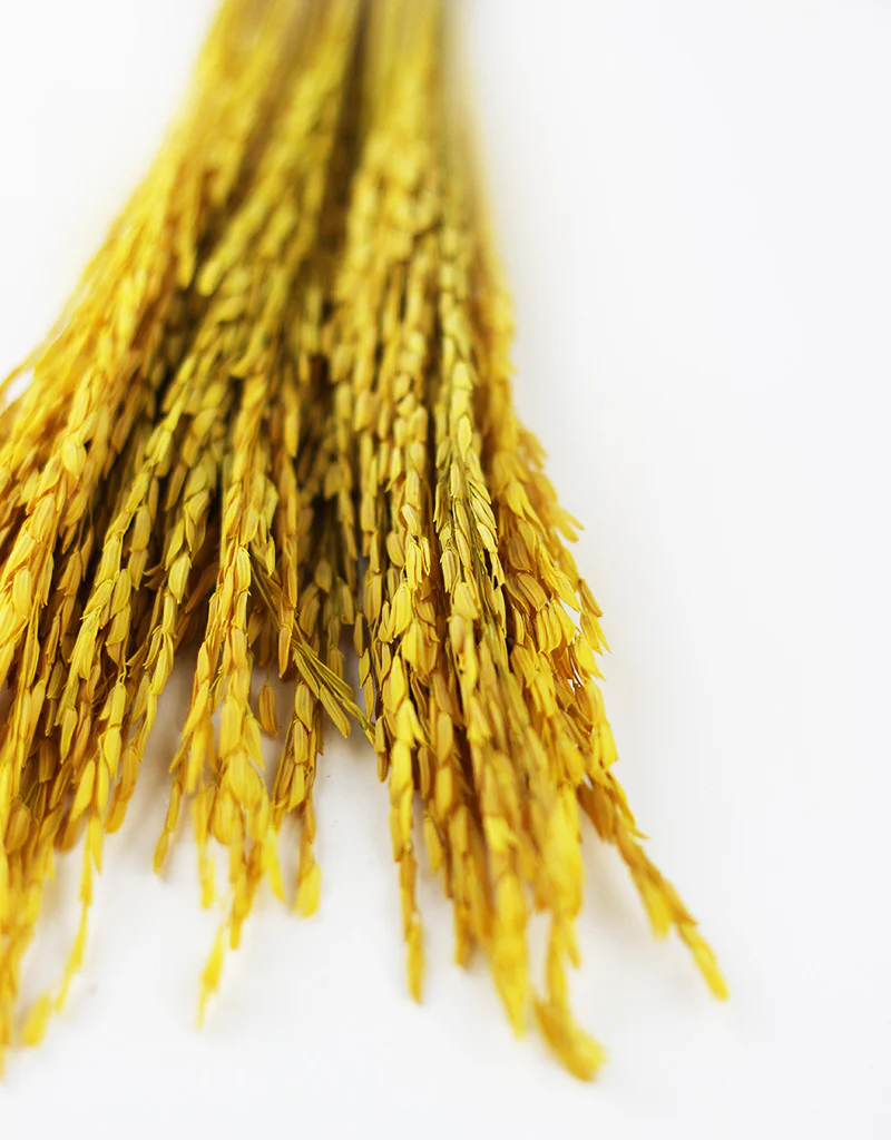 Dried Rice Flowers - Yellow, 55 cm