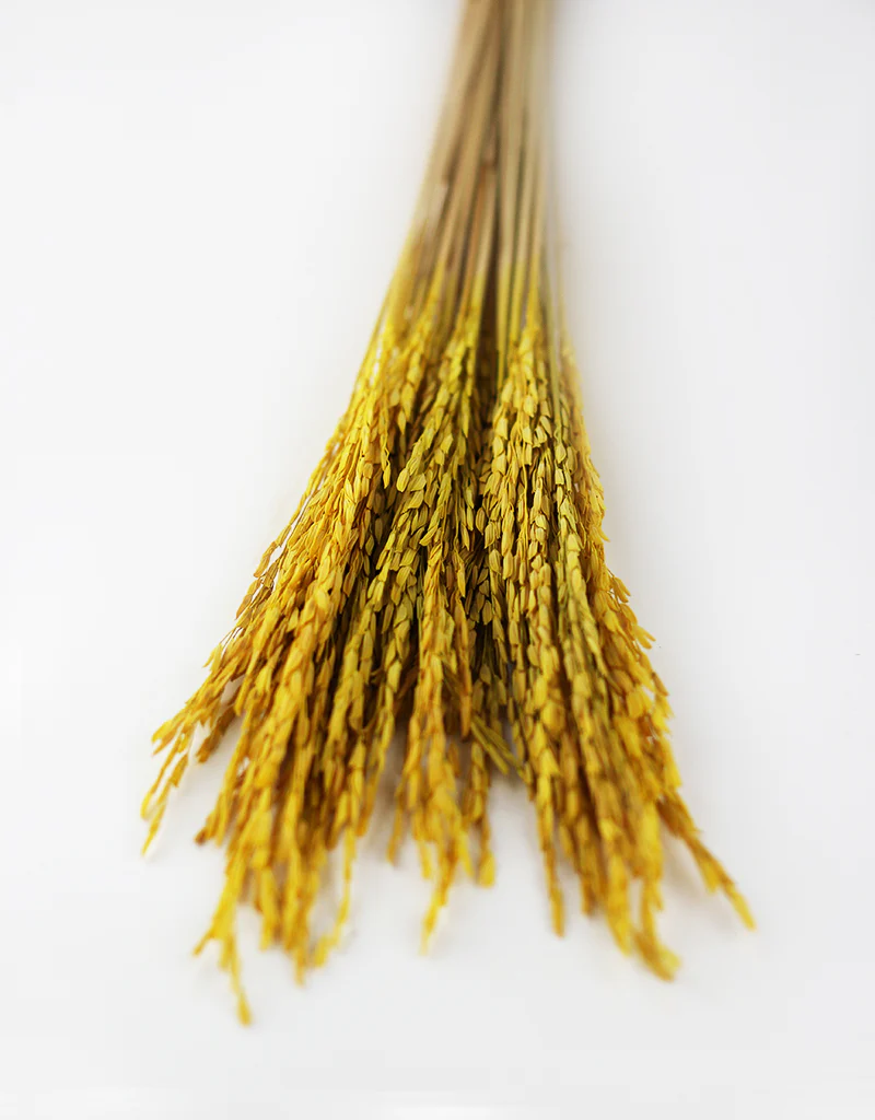 Dried Rice Flowers - Yellow, 55 cm - Image 3
