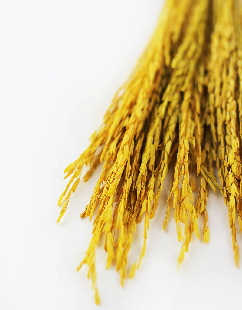 Dried Rice Flowers - Yellow, 55 cm - Image 4