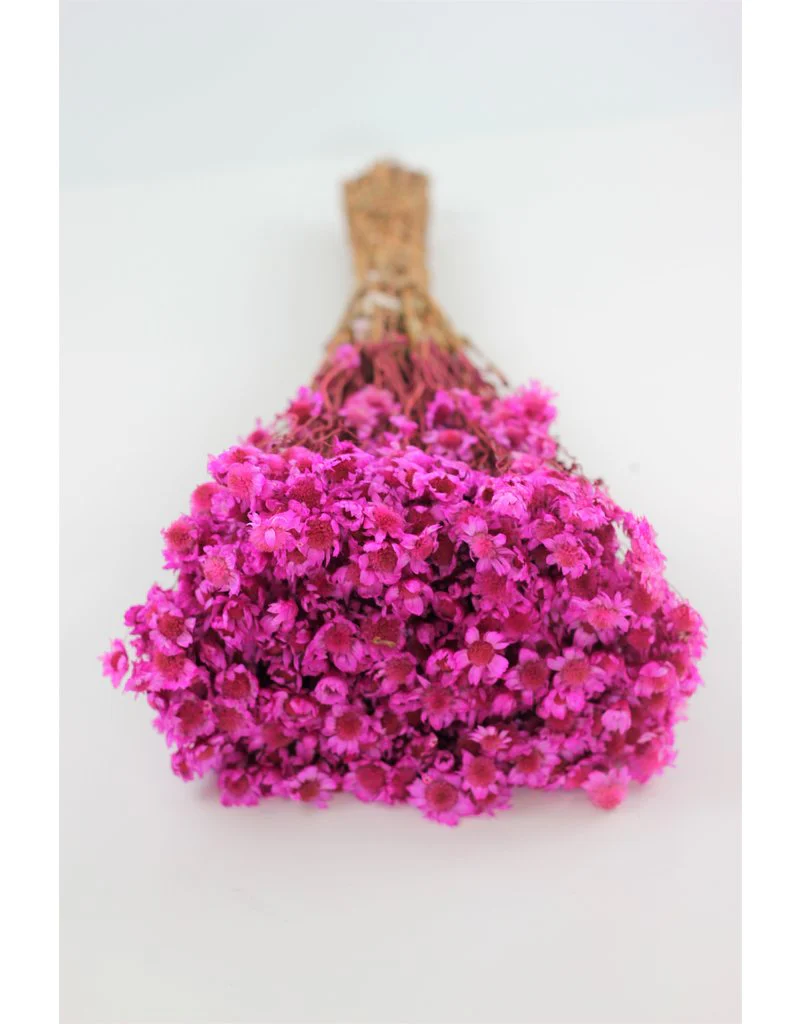 Dried Rodanthe - Hot Pink Bunch, 150 grams, 50 cm