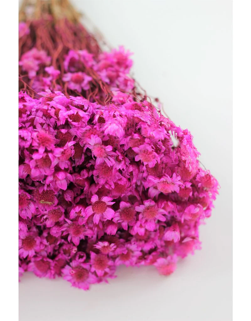 Dried Rodanthe - Hot Pink Bunch, 150 grams, 50 cm - Image 2