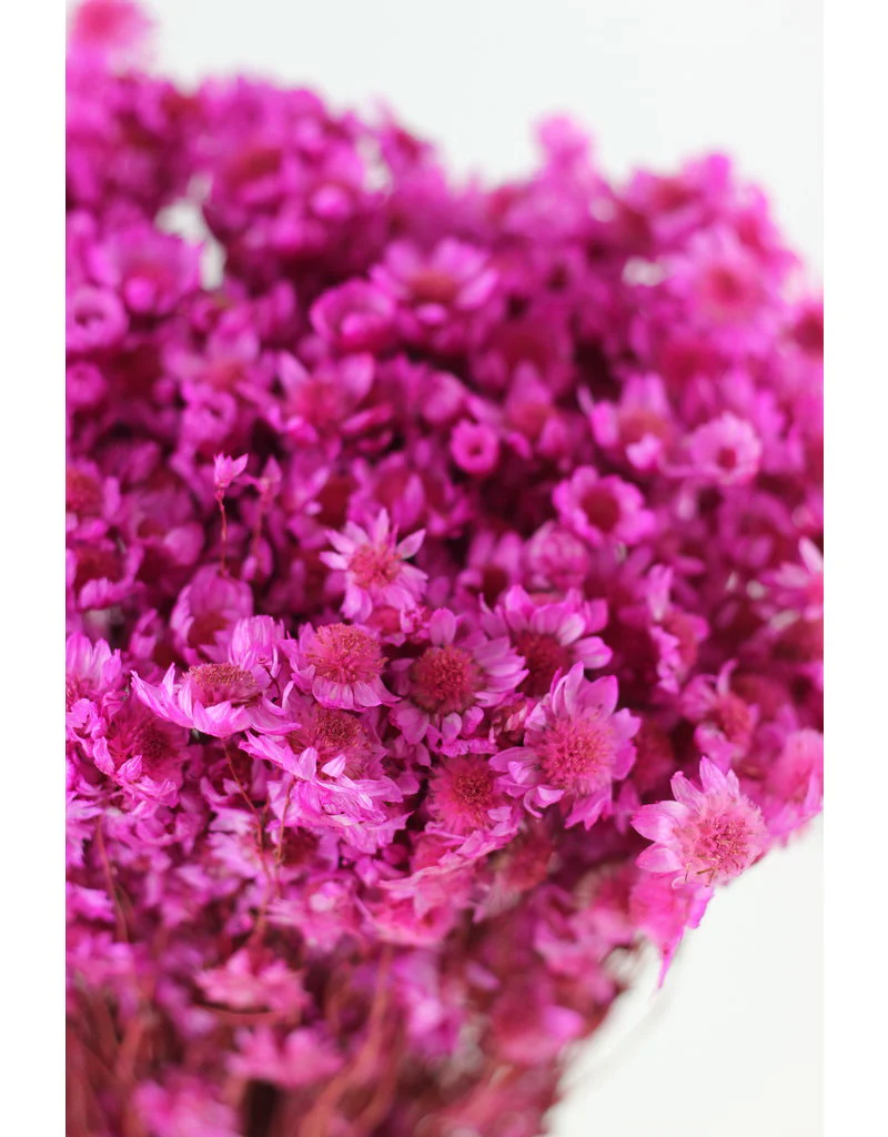 Dried Rodanthe - Hot Pink Bunch, 150 grams, 50 cm - Image 3