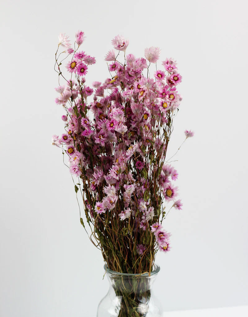 Dried Rodanthe - Pink Bunch, 50 cm