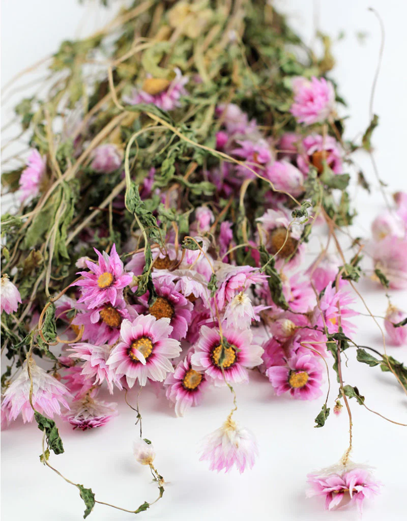 Dried Rodanthe - Light Pink Bunch, 50 cm