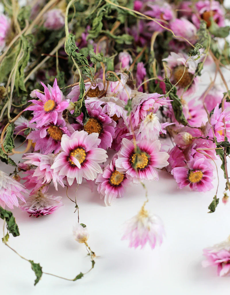 Dried Rodanthe - Light Pink Bunch, 50 cm - Image 2