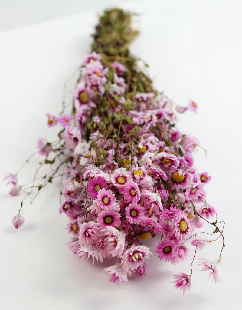 Dried Rodanthe - Pink Bunch, 50 cm - Image 3