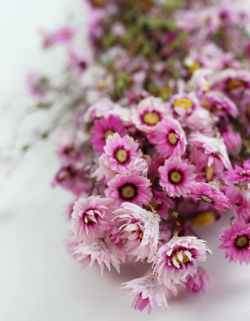Dried Rodanthe - Pink Bunch, 50 cm - Image 4