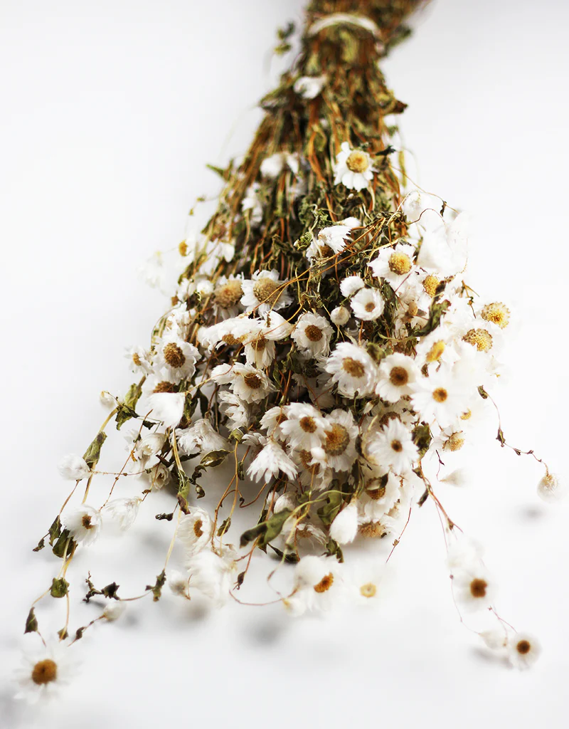 Dried Rodanthe Flowers White Bunch, 55 cm