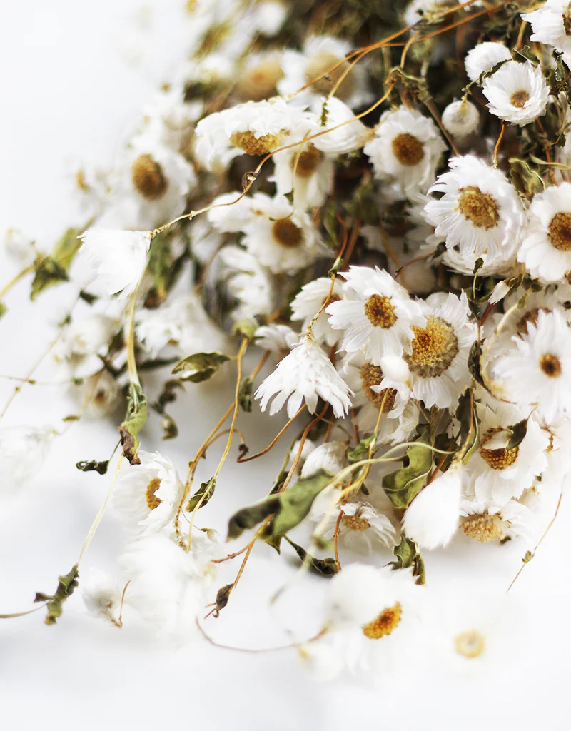 Dried Rodanthe Flowers White Bunch, 55 cm - Image 4