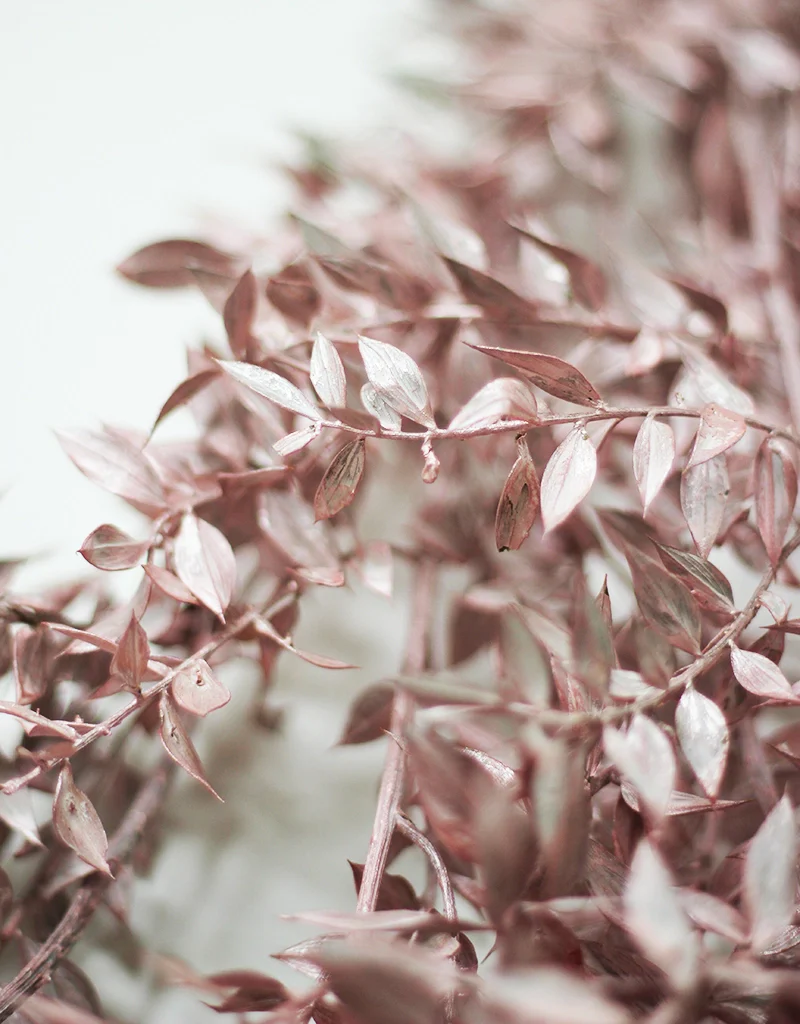 Dried Ruscus - Frosted Pink Shimmer, 5 stems, 60cm - Image 3