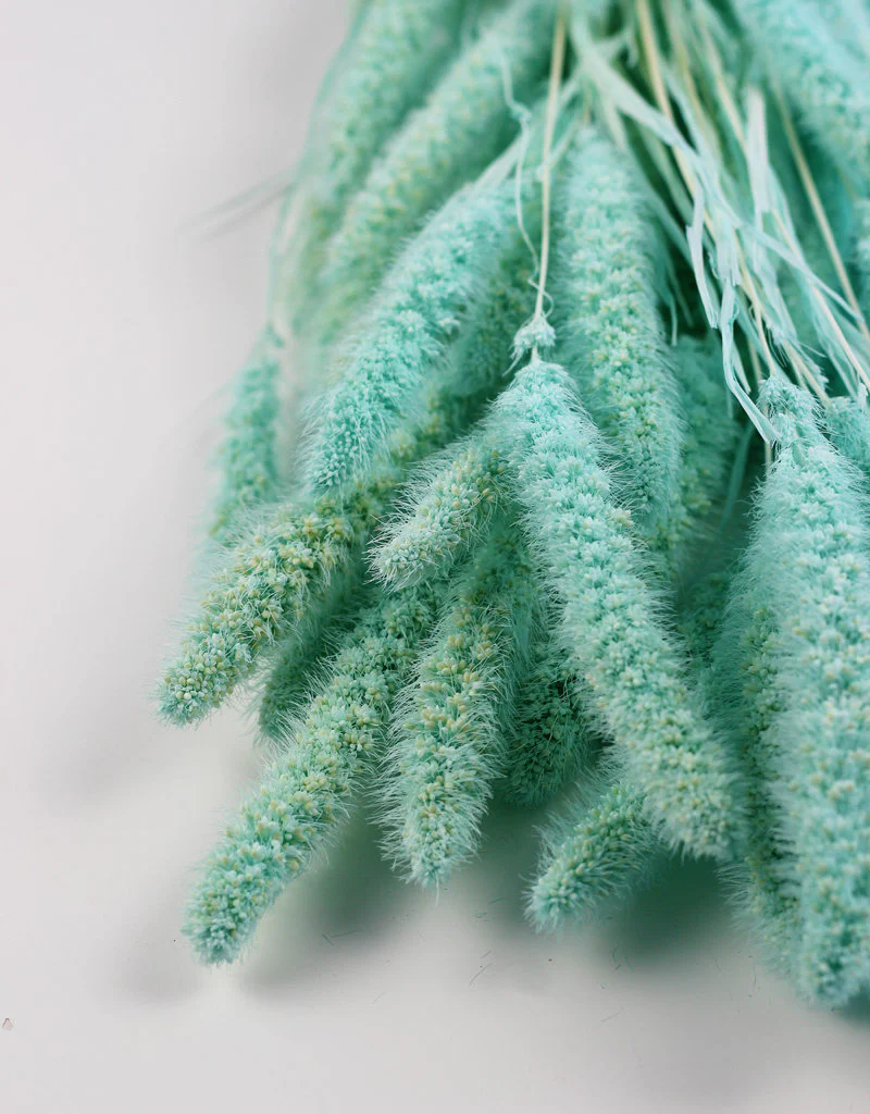 Dried Setaria - Aqua Blue Bunch, 170 grams, 70 cm - Image 3