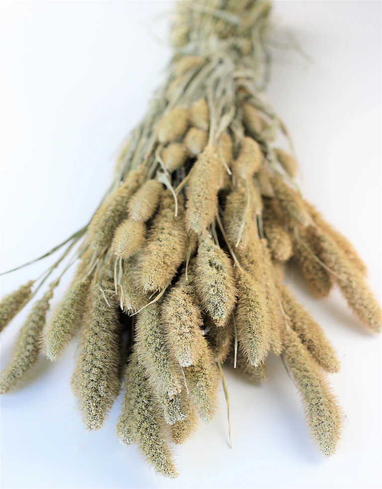 Dried Setaria - Frosted Natural bunch, 70 cm