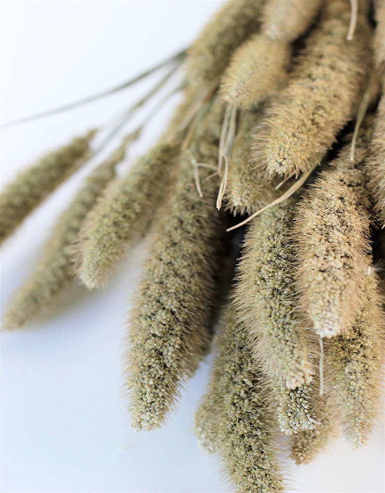 Dried Setaria - Frosted Natural bunch, 70 cm - Image 3