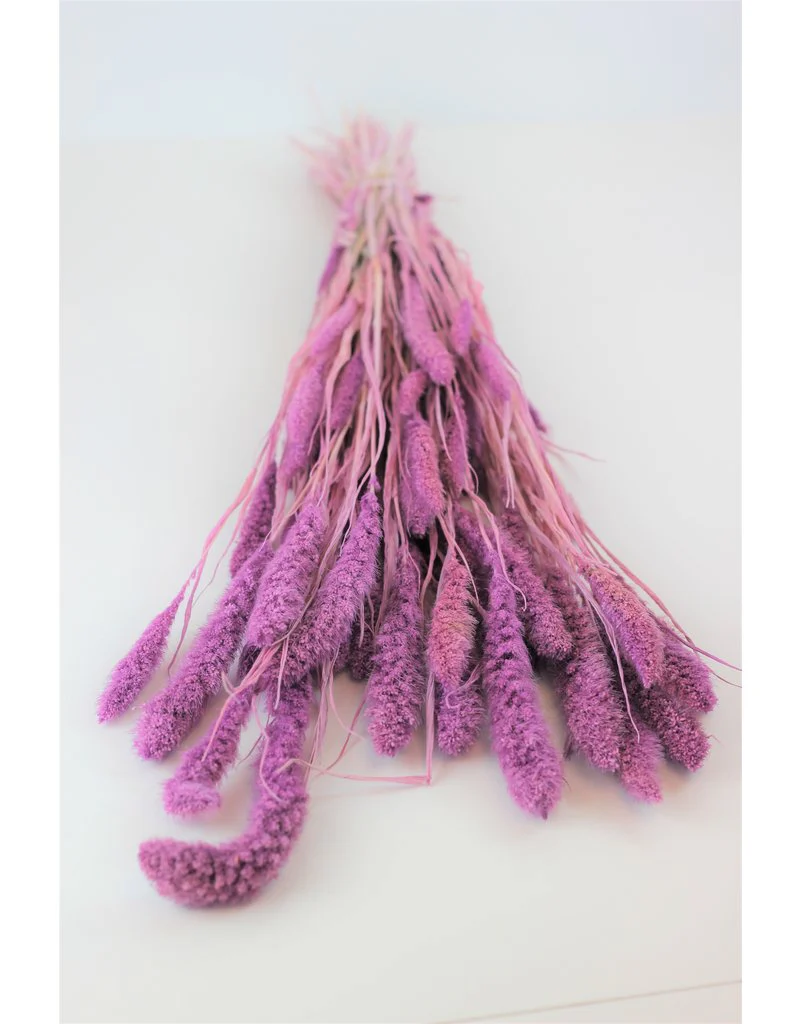 Dried Setaria - Lilac Bunch, 170 grams, 70 cm