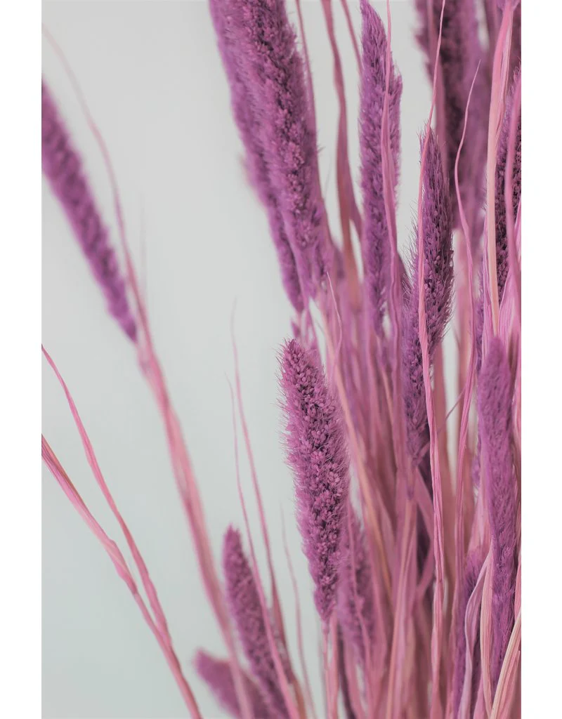 Dried Setaria - Lilac Bunch, 170 grams, 70 cm - Image 2