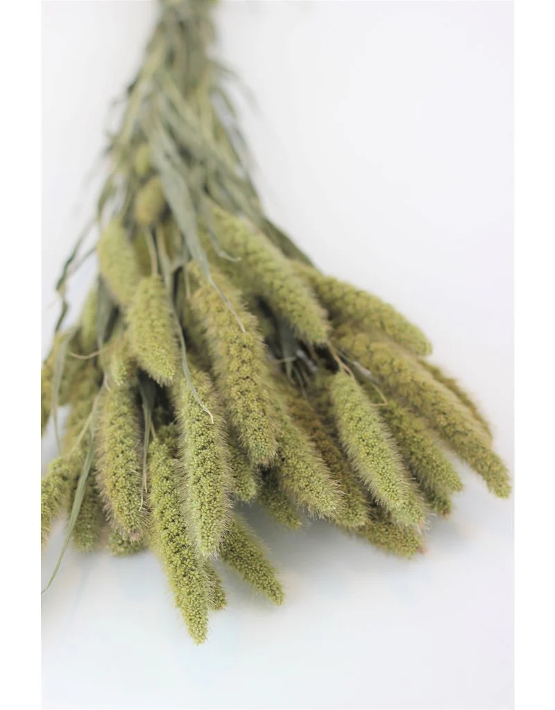 Dried Setaria - Natural Bunch, 100 grams, 60 cm - Image 3