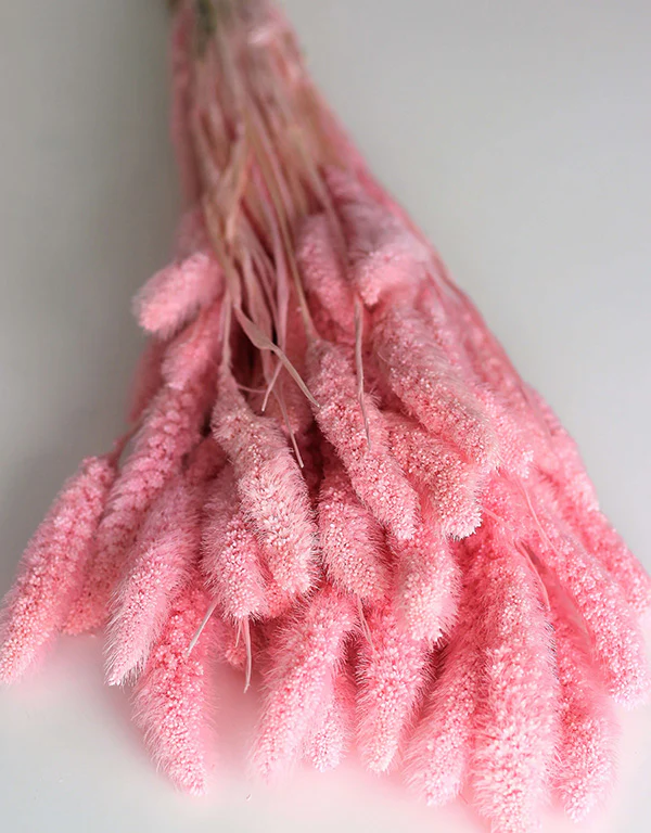Dried Setaria - Baby Pink Bunch, 100 grams, 70 cm