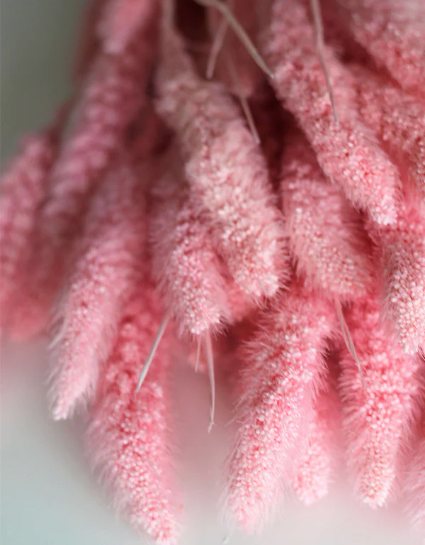 Dried Setaria - Baby Pink Bunch, 100 grams, 70 cm - Image 2