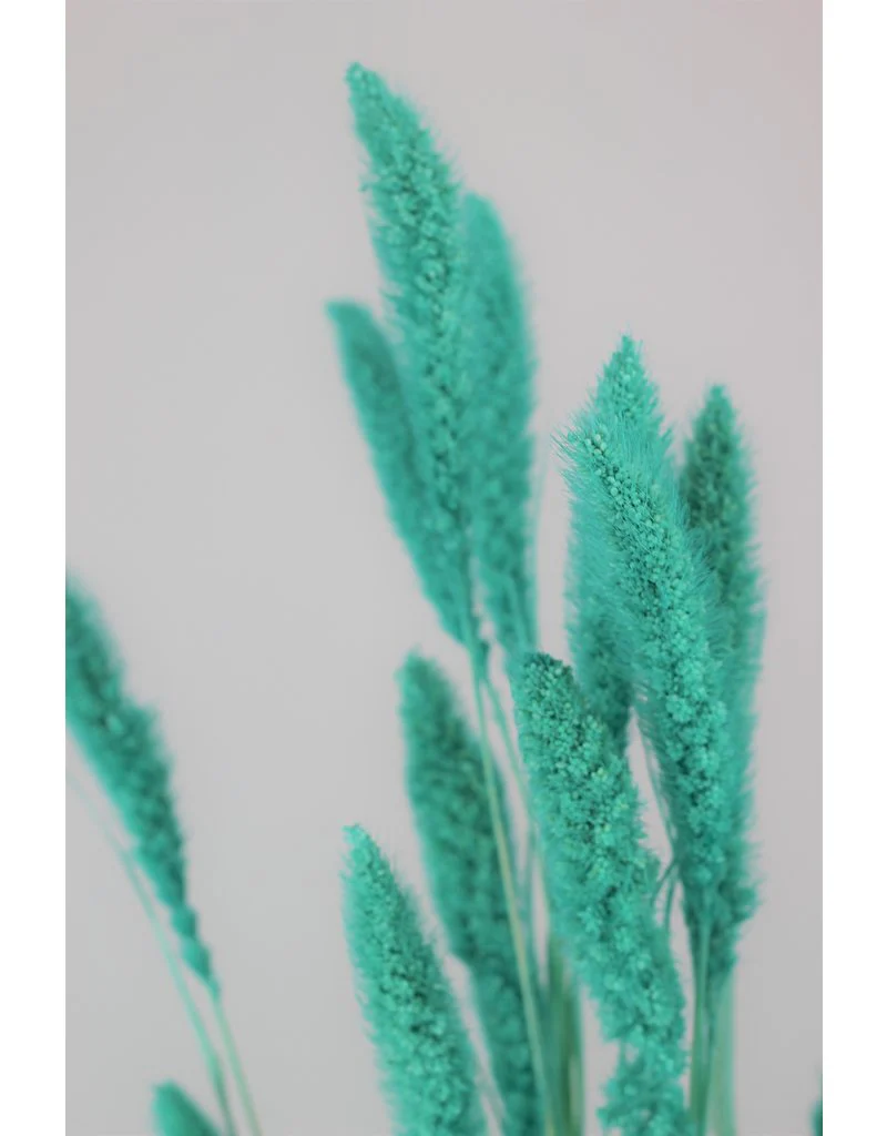 Dried Setaria - Turquoise Bunch, 170 grams, 70 cm - Image 2