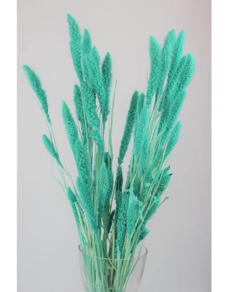 Dried Setaria - Turquoise Bunch, 170 grams, 70 cm - Image 3