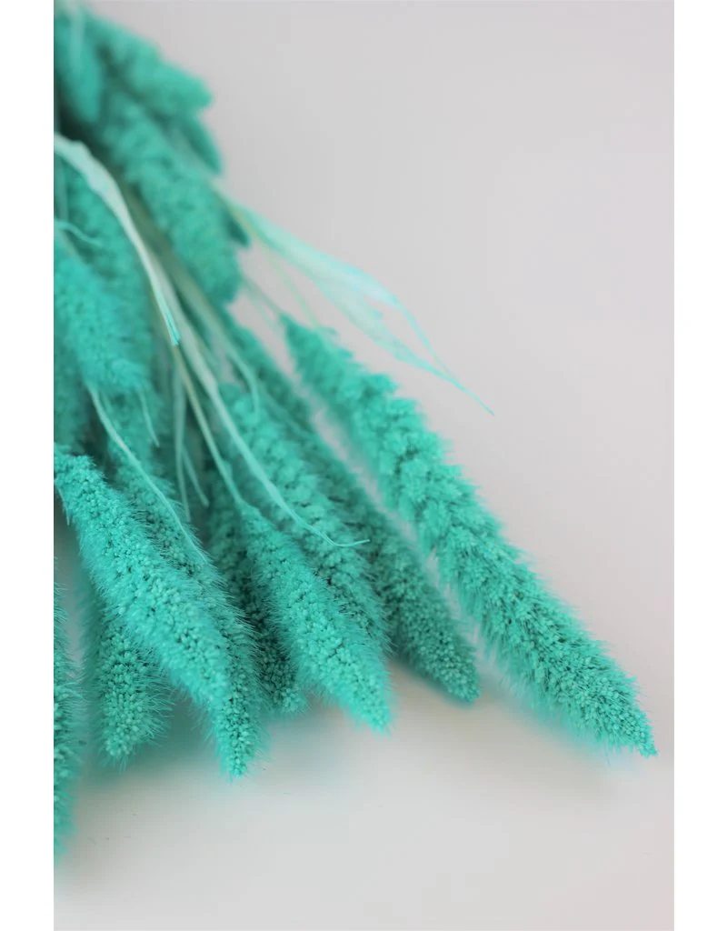 Dried Setaria - Turquoise Bunch, 170 grams, 70 cm - Image 4