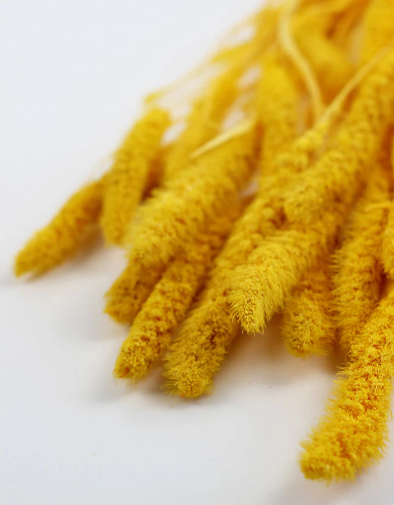 Dried Setaria - Yellow Bunch, 170 grams, 75 cm - Image 3