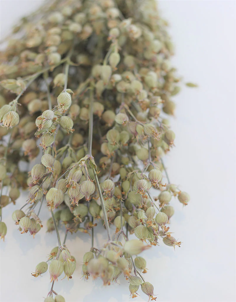 Dried Silene Conica - Natural Bunch, 40 cm - Image 2