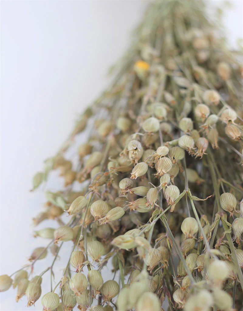 Dried Silene Conica - Natural Bunch, 40 cm - Image 3